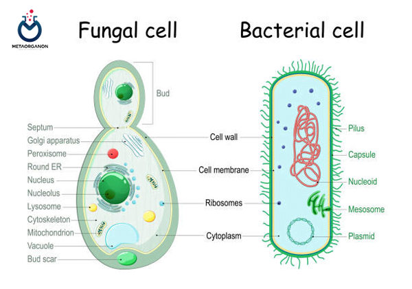 تفاوت-سلول-های-قارچی-با-باکتریایی