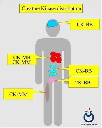 توزیع ایزوآنزیم های CK