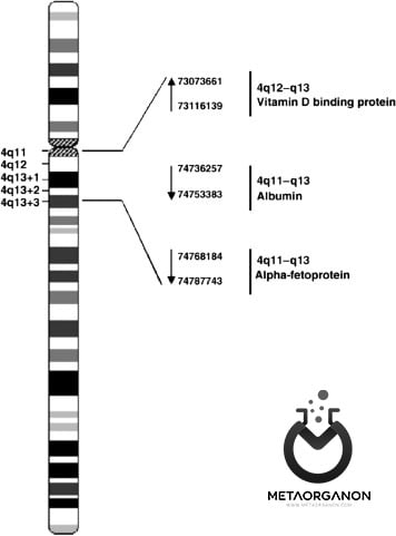 جایگاه-ژن-آلبومین-در-کروموزوم-ماره-4