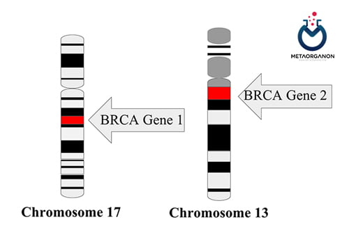 جایگاه کروموزومی ژن های BRCA1 و BRCA2