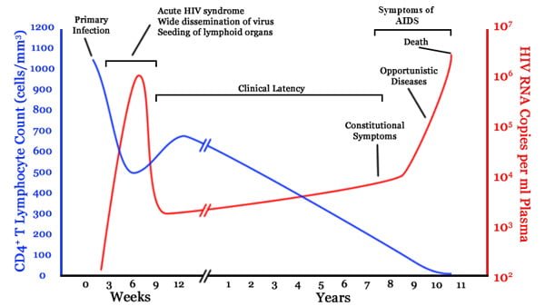 دوره های مختلف ویروس HIV