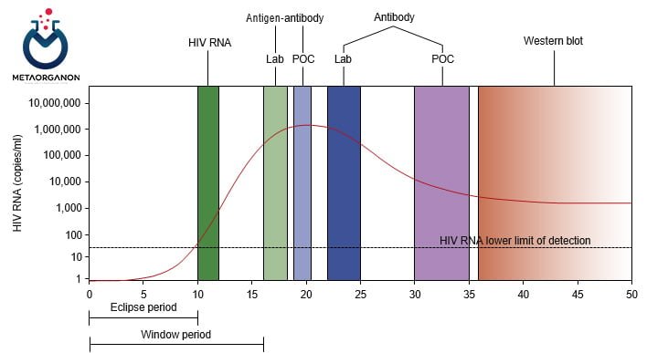 دوره های مختلف ویروس HIV