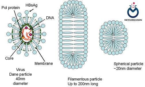 ذره های متفاوت ویروس هپاتیت B