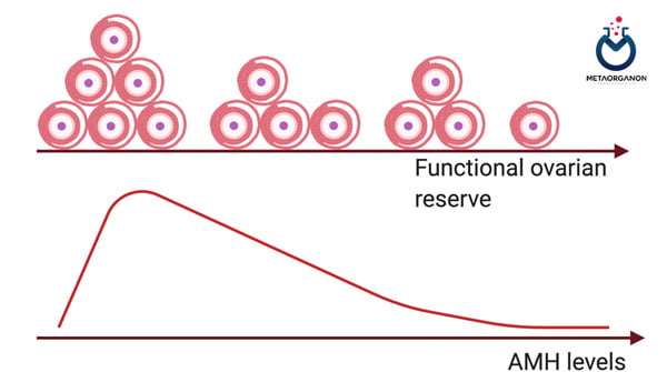 رابطه آنتی مولرین هورمون (AMH) و تعداد تخمک ها