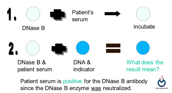 روش آگلوتیناسیون برای آزمایش آنتی DNase B