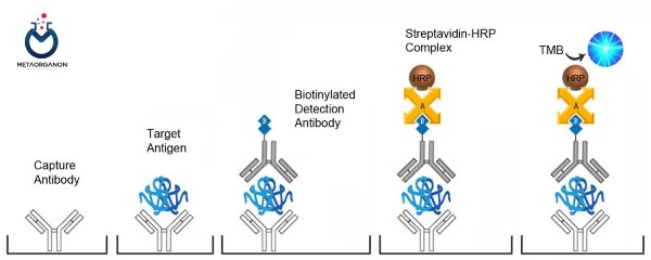 روش ایمونوسوربنت مرتبط با آنزیم (ELISA) برای شناسایی HLA-B27