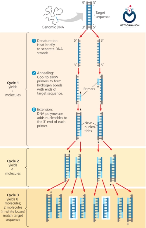 روش واکنش زنجیره ای پلیمراز (PCR) برای تشخیص بیماری سفلیس