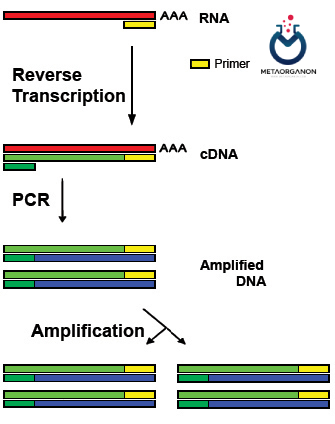 روش واکنش زنجیره ای پلیمراز رونویسی معکوس (RT-PCR)