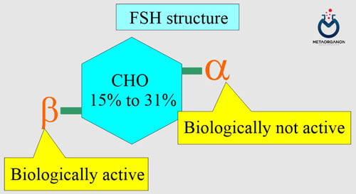 ساختار FSH