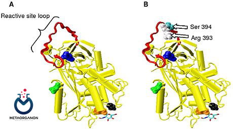 ساختار آنتی ترومبین