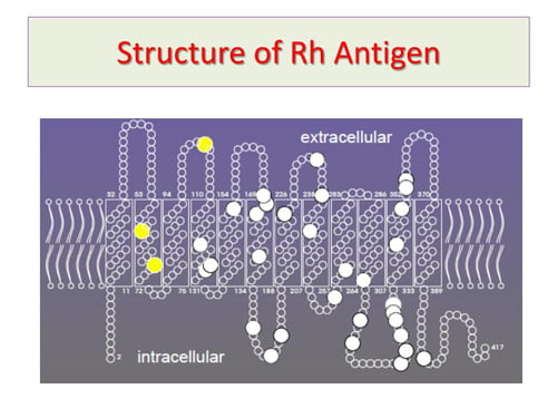 ساختار آنتی ژن Rh