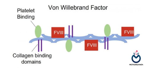 ساختار فاکتور فون ویلبراند (VWF)
