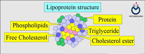 ساختار-لیپوپروتئین