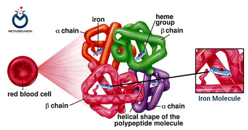 ساختار هموگلوبین