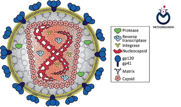 ساختار ویروس HIV