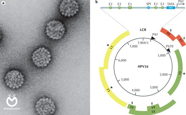 ساختار پاپیلوما ویروس انسانی (HPV)