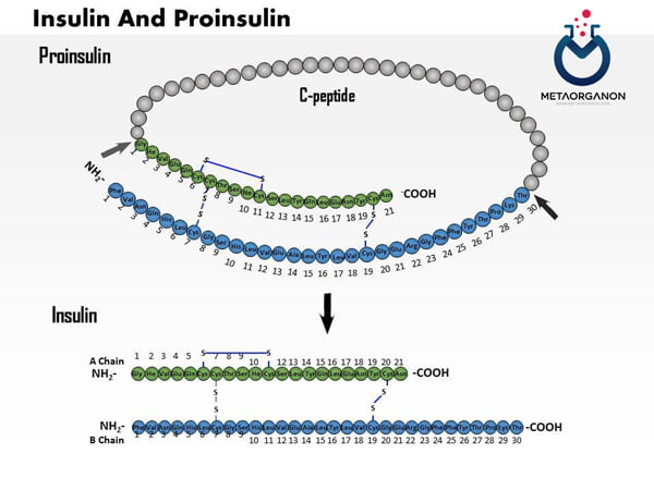ساختار پرو انسولین و انسولین