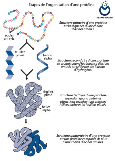 ساختار پروتئین ها