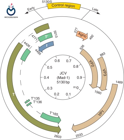 ساختار ژنوم JC ویروس