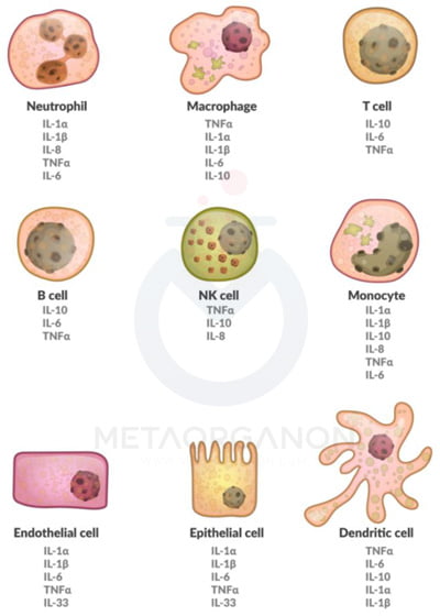 سلول های ترشح کننده اینترلوکین 6