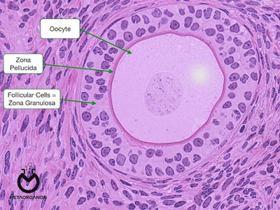 سلول های گرانولوزای تخمدان