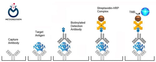 سنجش کالپروتکتین به روش ایمونوسوربنت متصل به آنزیم (ELISA)