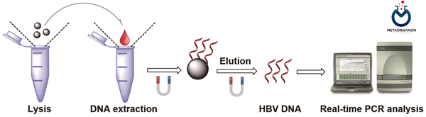 شرح روش سنجش کمی DNA هپاتیت B