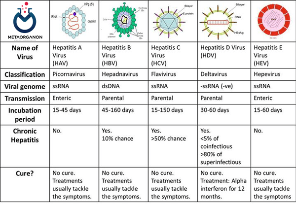 طبقه بندی ویروس های عامل هپاتیت