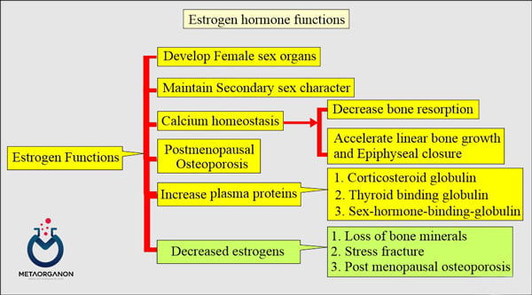 عملکرد هورمون استروژن