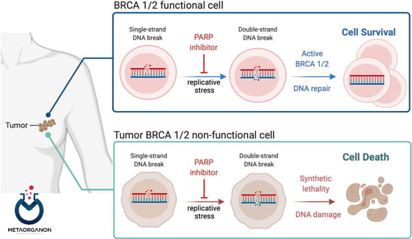 عملکرد ژن BRCA