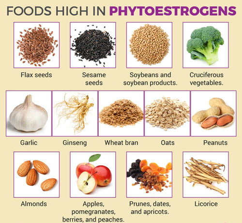 غذاهای حاوی فیتواستروژن ها