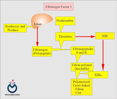 فعالیت-فیبرینوژن