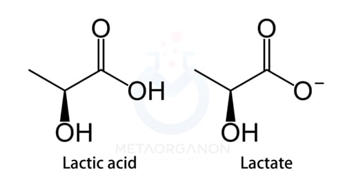 لاکتات و اسید لاکتیک