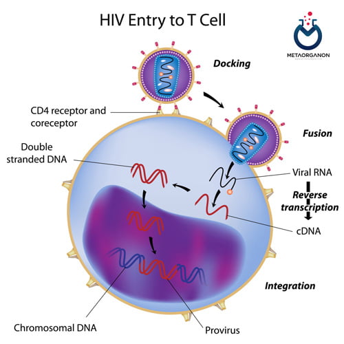 لنفوسیت-های-CD4-و-ویروس-HIV