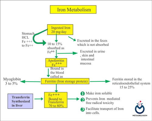 متابولیسم-آهن