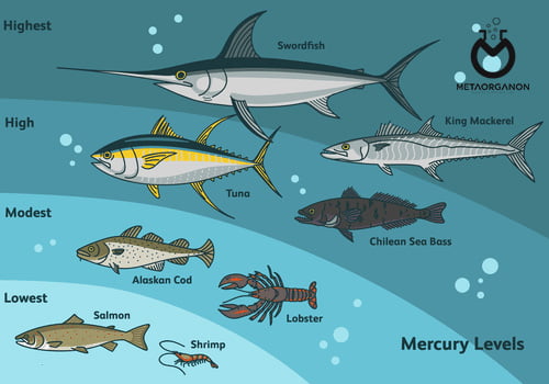 محتوای جیوه انواع ماهی