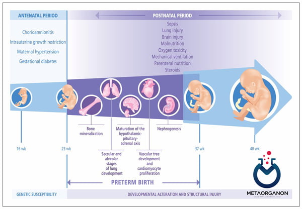 مراحل-تکامل-جنین