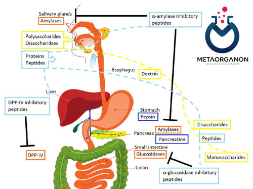 مراحل جذب کربوهیدرات ها در بدن