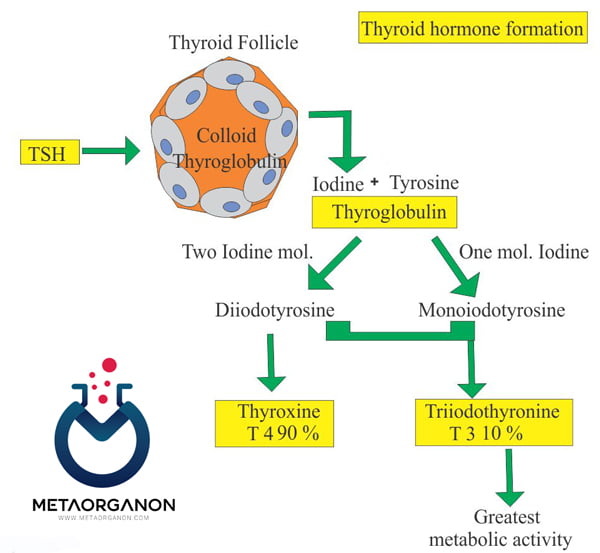 مراحل-ساخته-شدن-هورمون-های-تیروئیدی1
