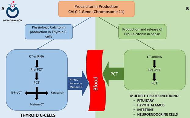 مسیر های تولید پروکلسی تونین (PCT)