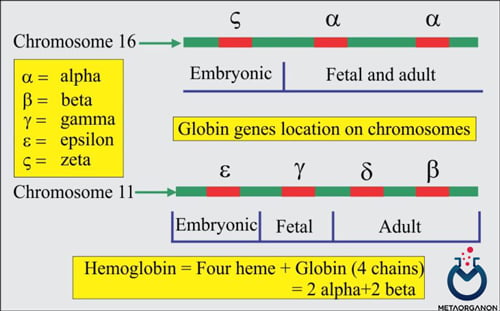 مکان ژن های گلوبین برای تشکیل هموگلوبین