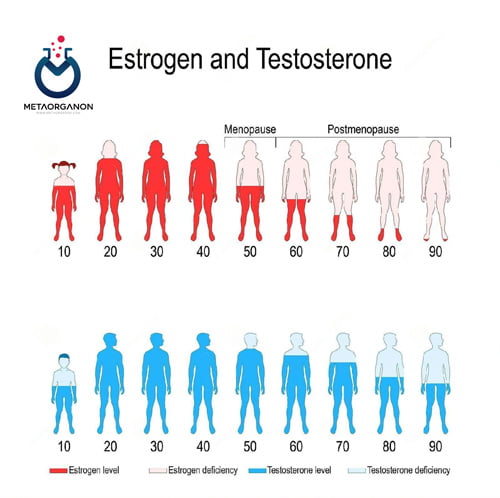 میزان ترشح تستوسترون در سنین مختلف