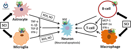 نحوه آزاد شدن انولاز اختصاصی نورون (NSE)