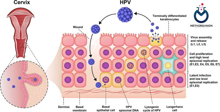 نحوه آلوده شدن سلول های دهانه رحم توسط HPV