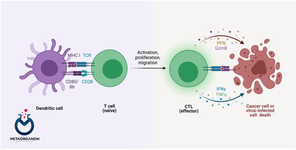 نحوه عملکرد سلول های TCD8 در از بین بردن سلول های سرطانی