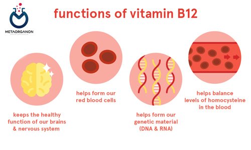 نقش ویتامین B12 (کوبالامین)