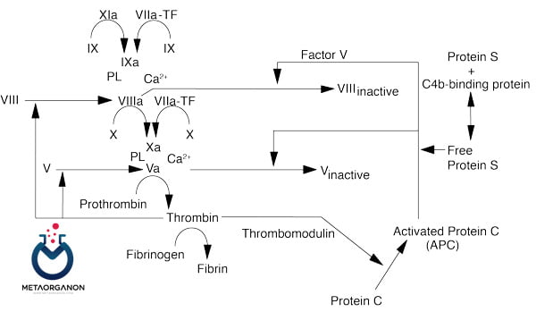 نقش پروتئین C و پروتئین S