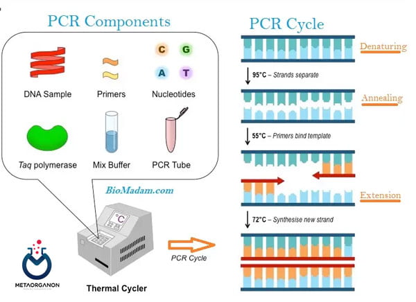 واکنش زنجیره‌ای پلیمراز (PCR)