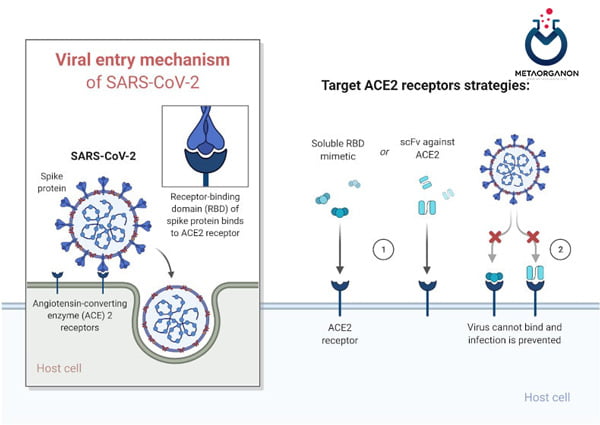 ورود سلولی SARS-CoV-2 و نقش ACE2