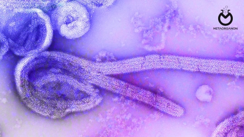 آزمایش ویروس ابولا | Ebola